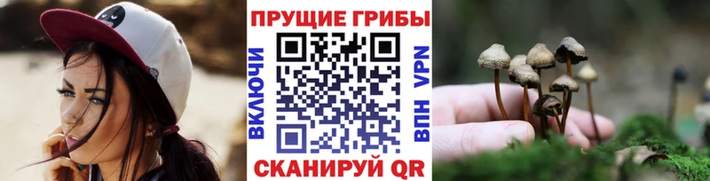 где купить наркоту  Гвардейск  Псилоцибиновые грибы мухоморы 